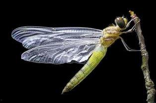 薄荷爆料燕子全过程视频,燕子全过程视频大揭秘